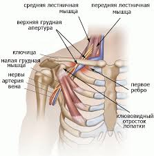 Чому німіють руки?