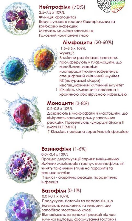 Лейкоцити