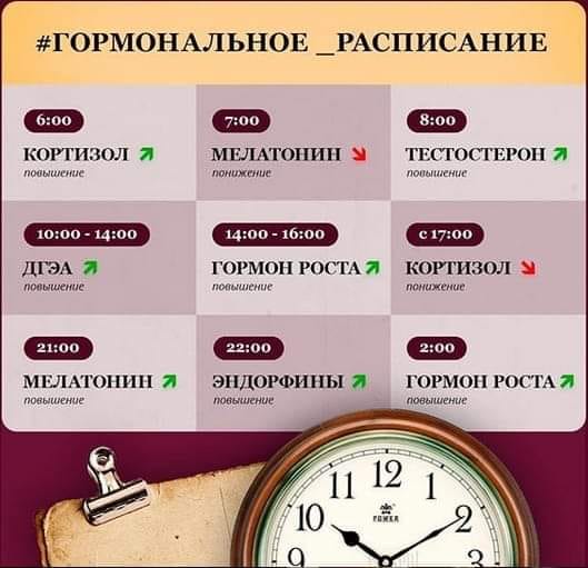 ГОРМОНАЛЬНОЕ РАСПИСАНИЕ
