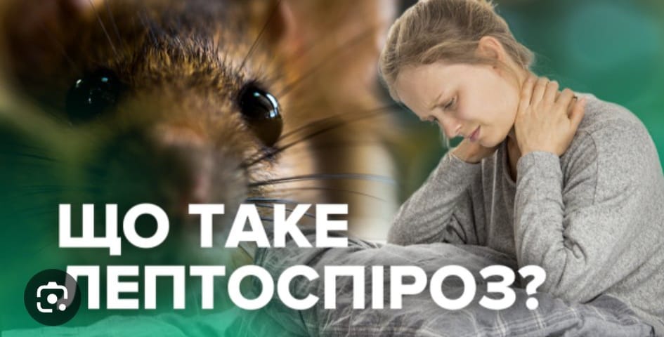 #Київська область є неблагополучною щодо лептоспірозу