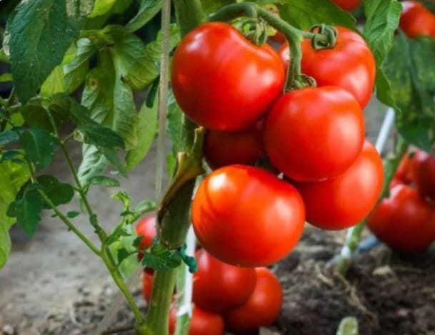 #Томати - продукт довголіття