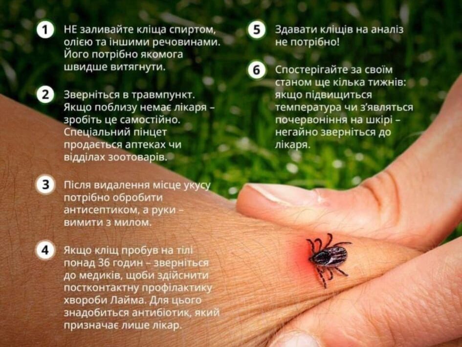 Вкусив кліщ